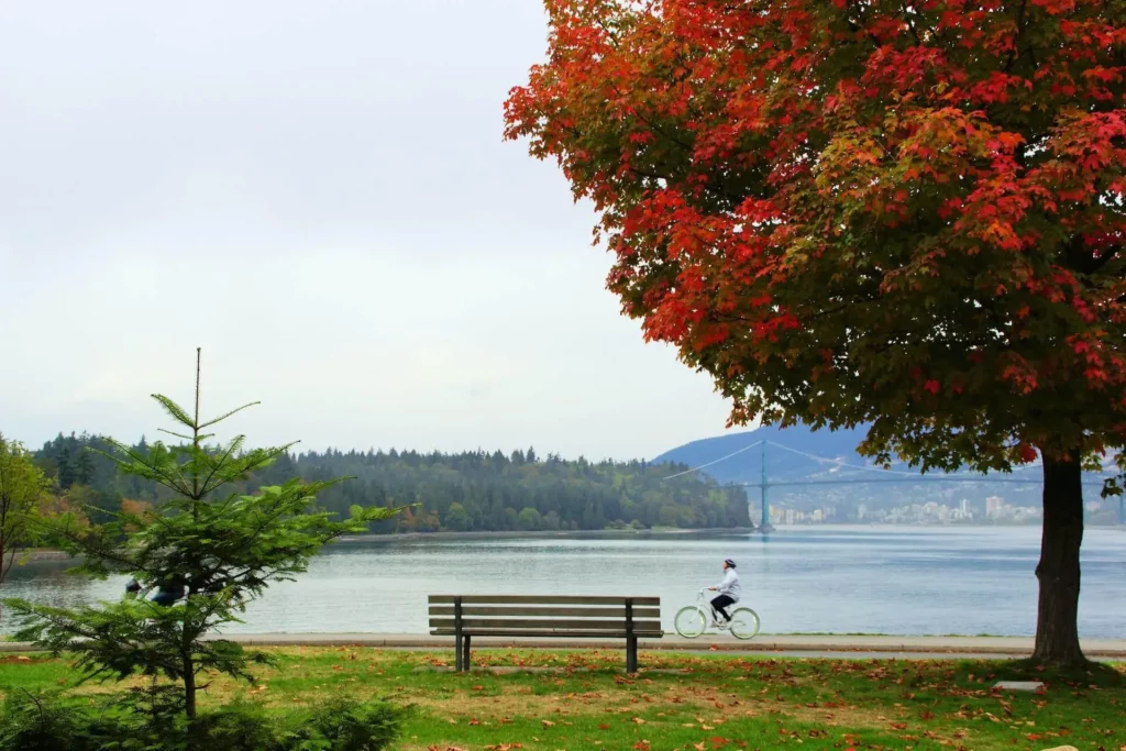 a person biking on stanley park sea wall on fall