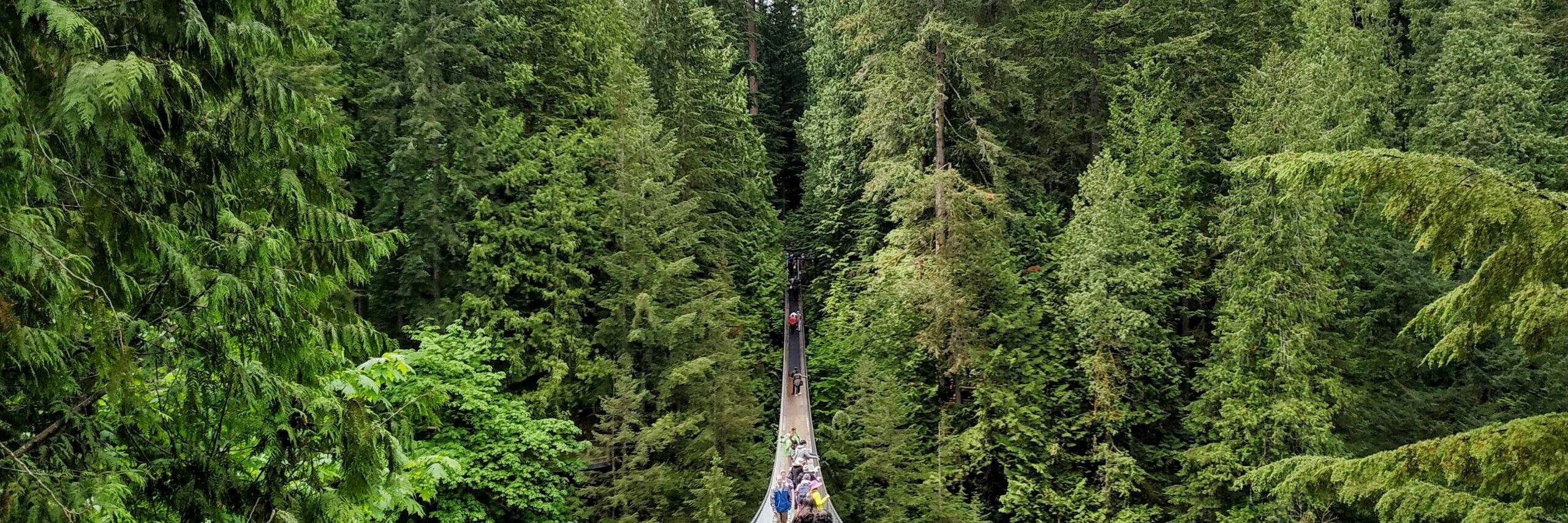 Capilano Suspension Bridge with lights over the canyon