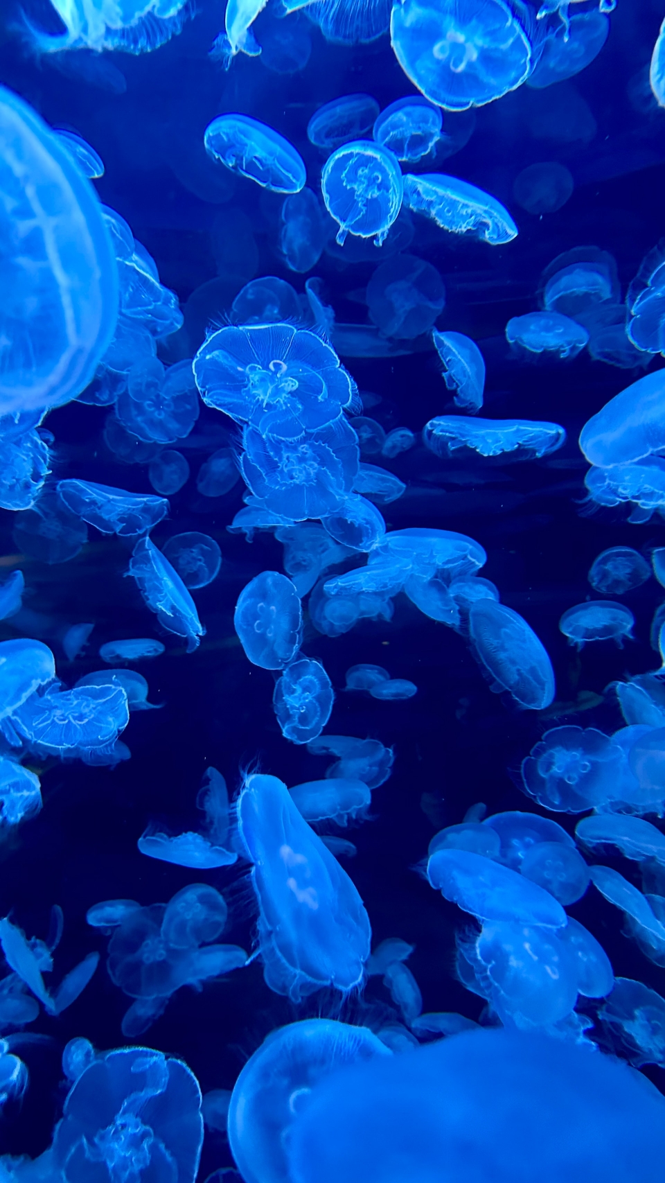 Jellyfish tank at the Vancouver Aquarium