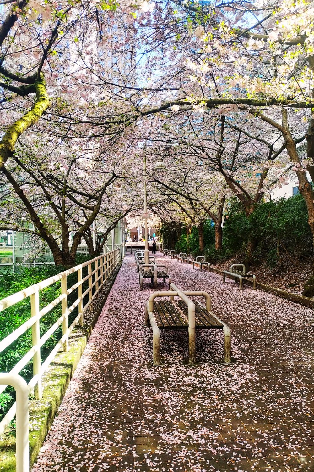 Cherry blossoms in Vancouver