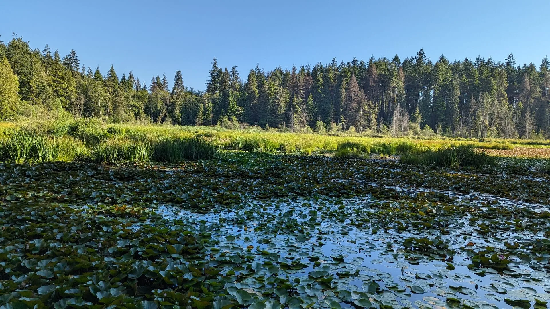 Beaver Lake in Stanley Park