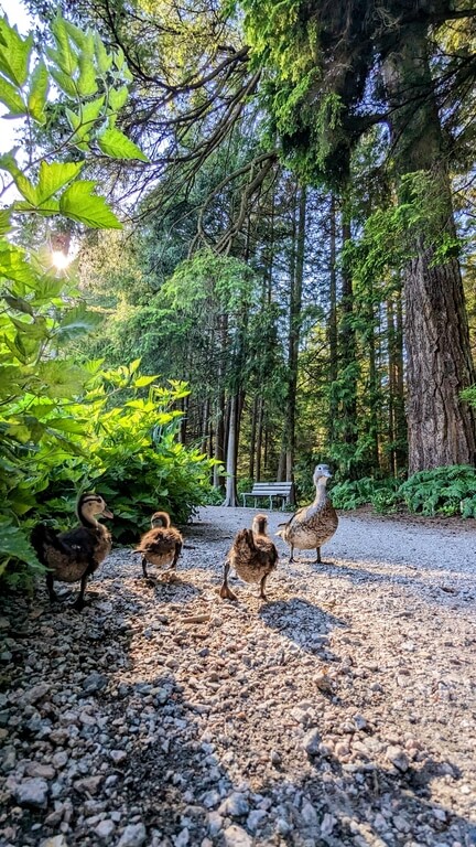 Ducklings walking near Beaver Lake Trail in Stanley Park