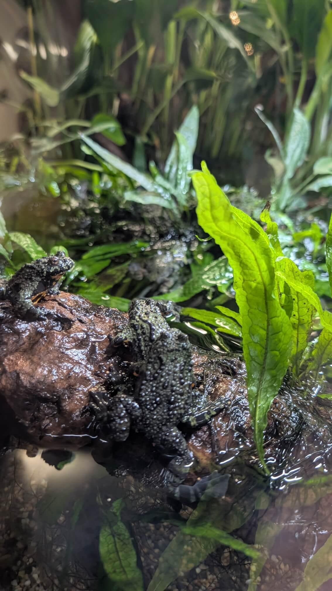 Amphibian exhibit at the Vancouver Aquarium