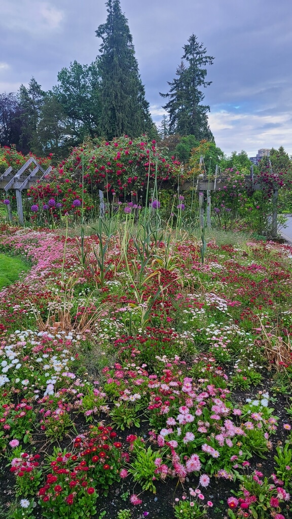 Vertical view of roses and garden paths at Stanley Park Rose Garden