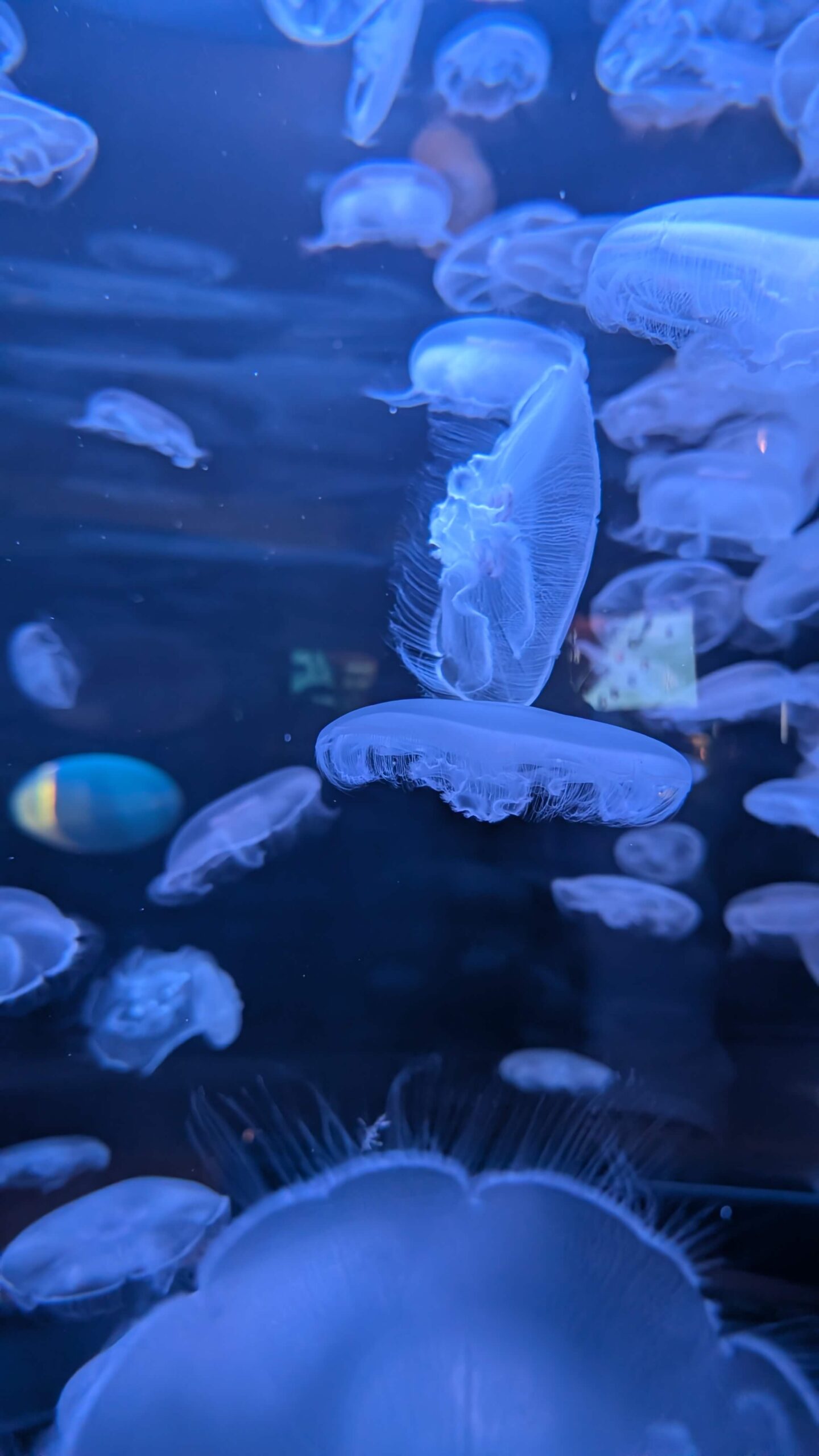Jellies glowing in a tank at the Vancouver Aquarium