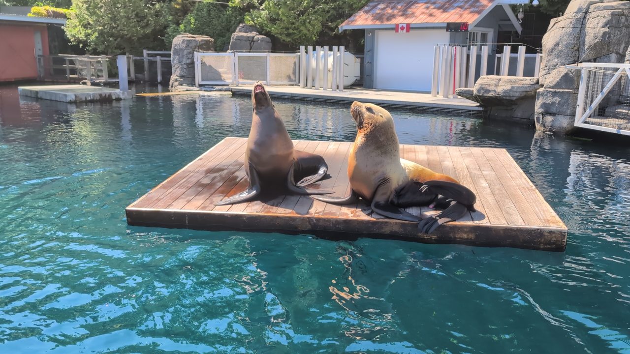Sea lion at the Vancouver Aquarium