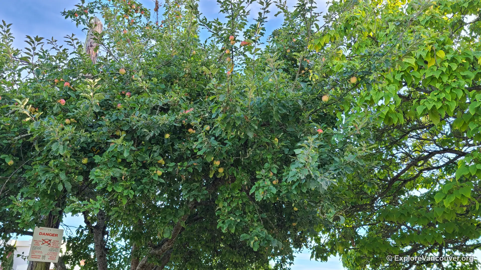 Tree along the trail at Boundary Bay Regional Park