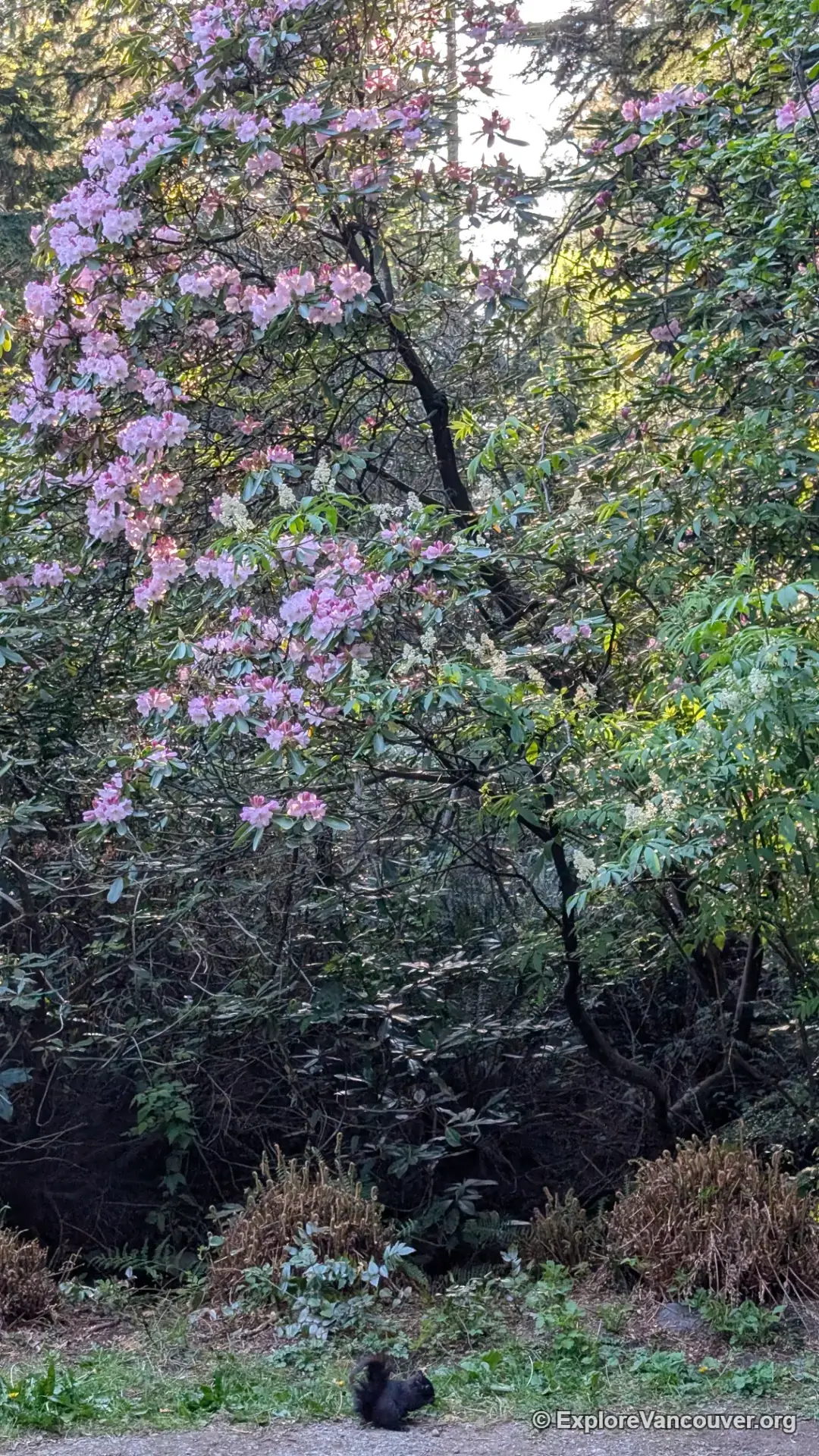 Flowering plant in Central Park, Burnaby