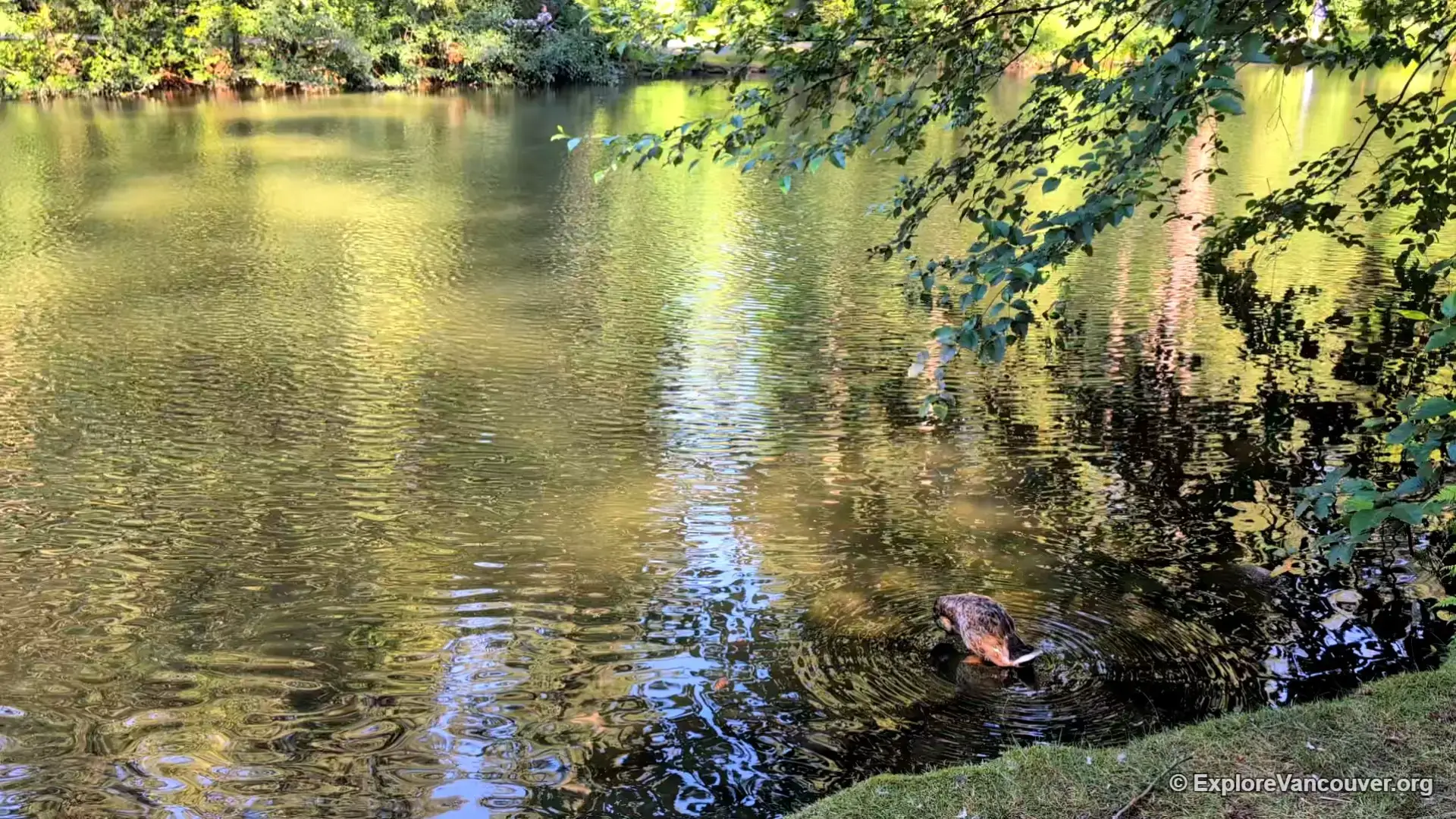 Upper Pond in Central Park, Burnaby, surrounded by trees