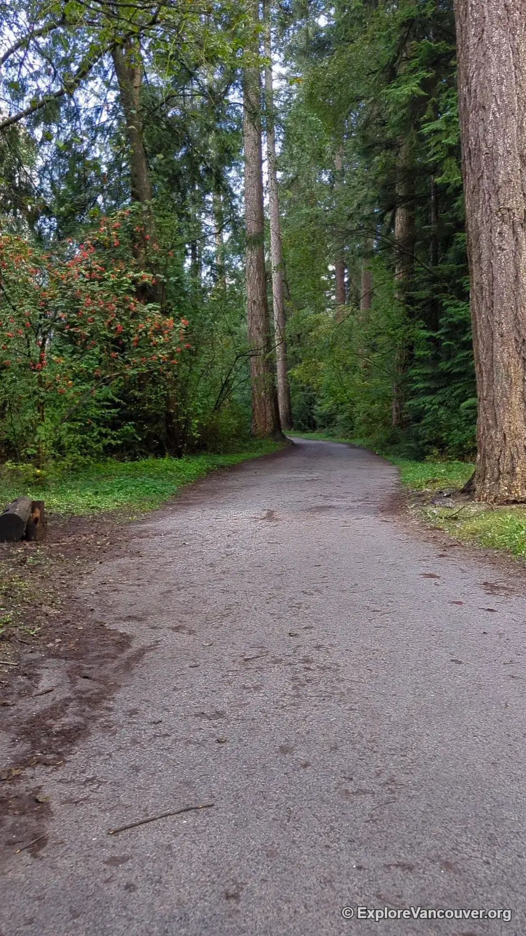 Paved walking trail lined with trees in Central Park, Burnaby, leading toward the golf course