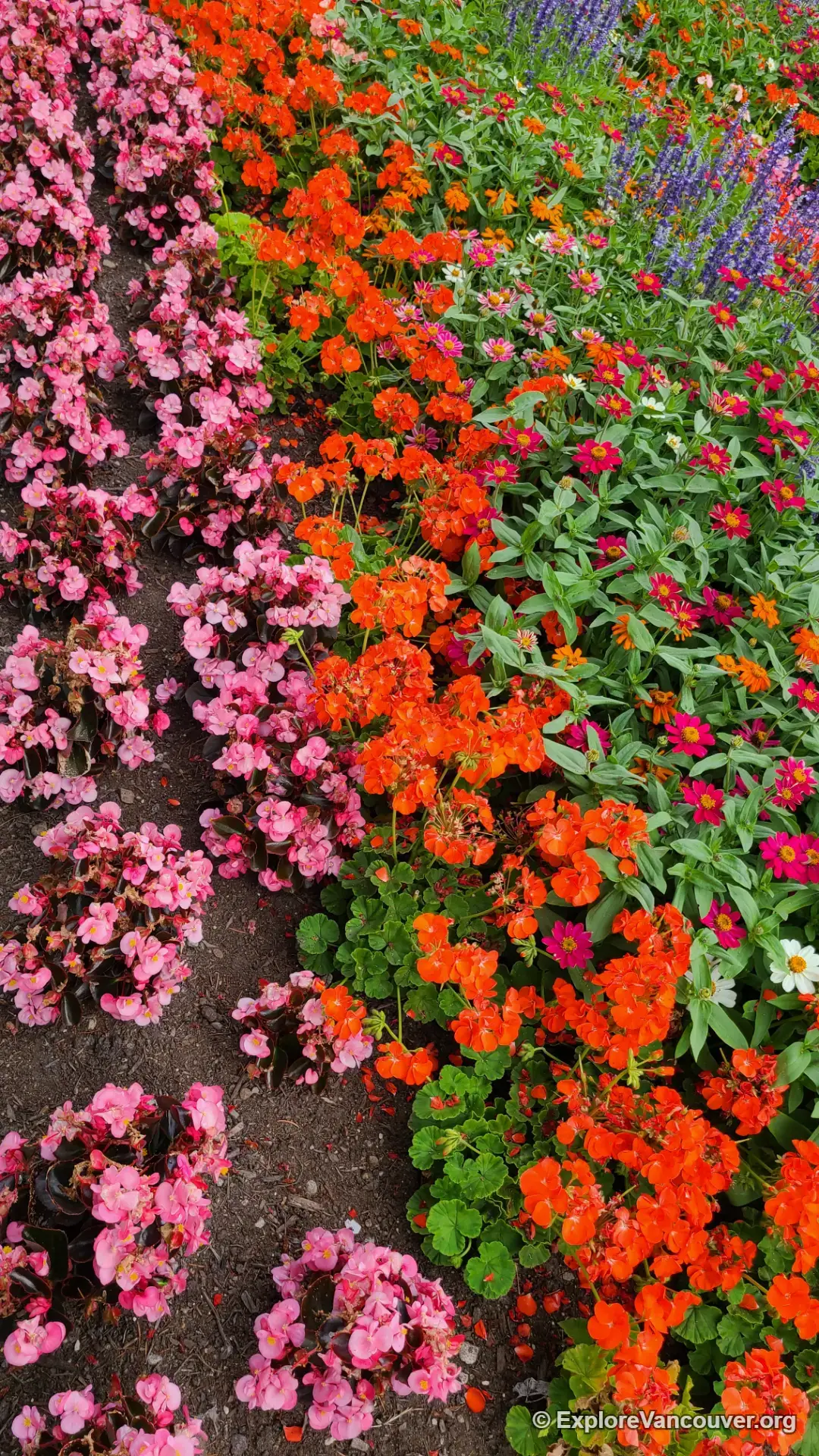 Flower bed at Kushiro Park inside Burnaby Mountain Park