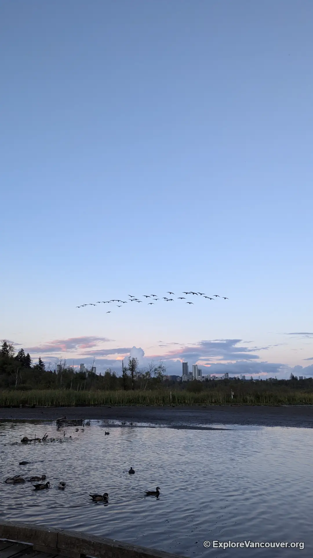 Wetland view at Burnaby Lake Regional Park