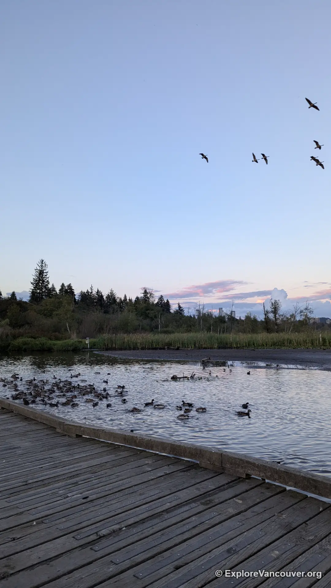Boardwalk trail at Burnaby Lake Regional Park