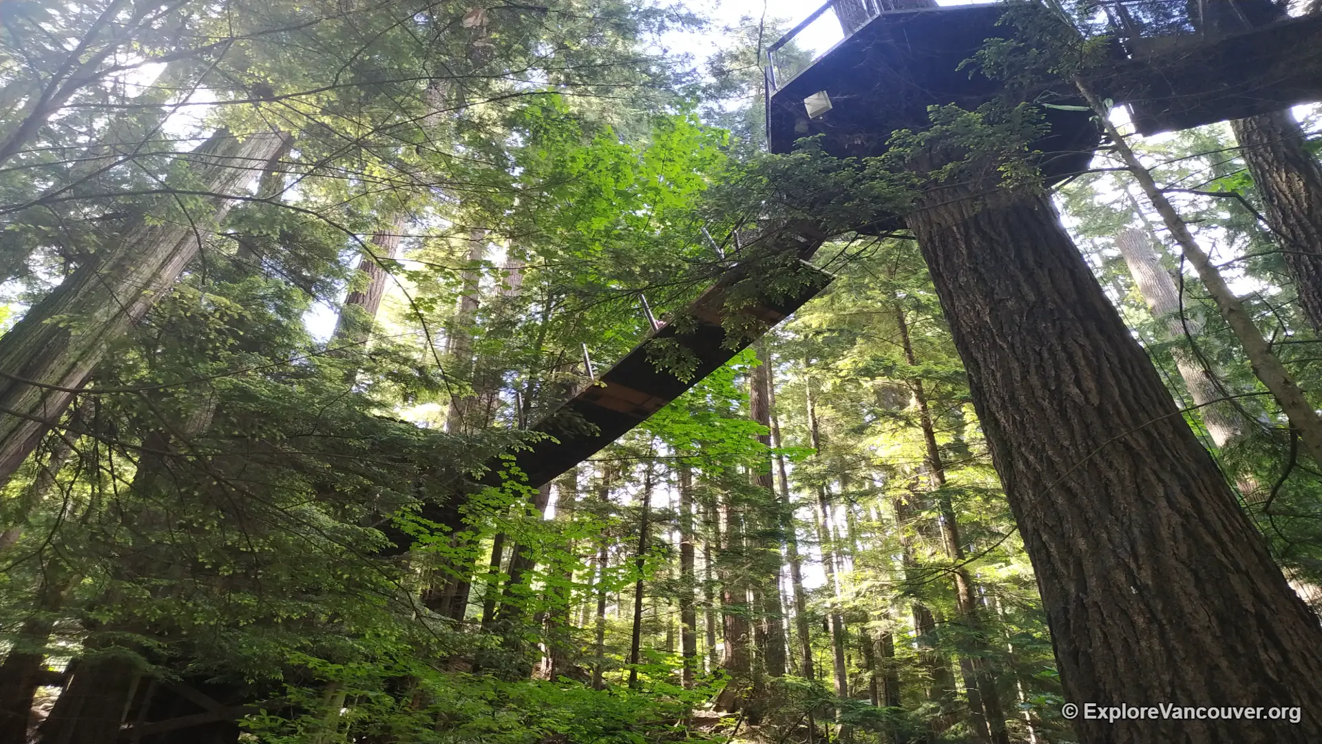 Treetops Adventure at Capilano Suspension Bridge Park