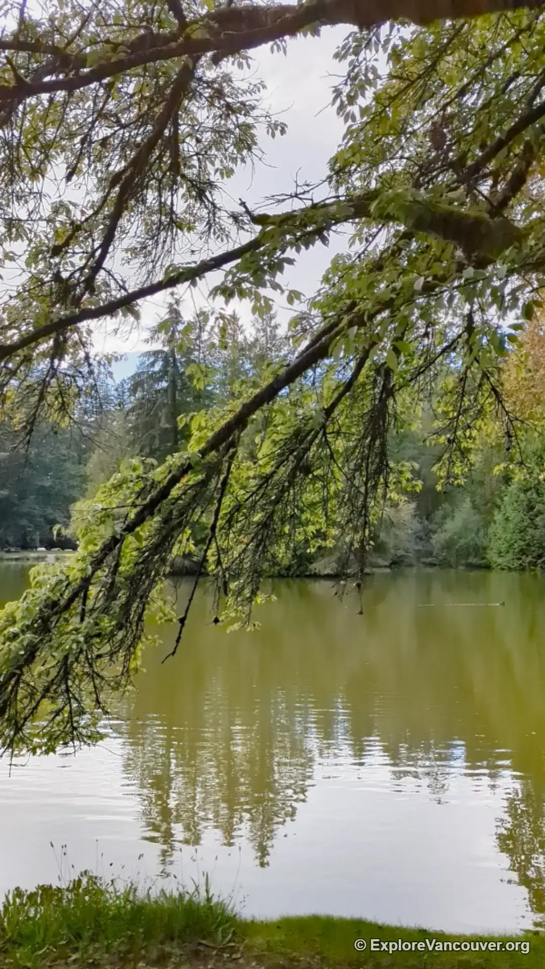 Lower Pond in Central Park, Burnaby, near the entrance to the pitch and putt course
