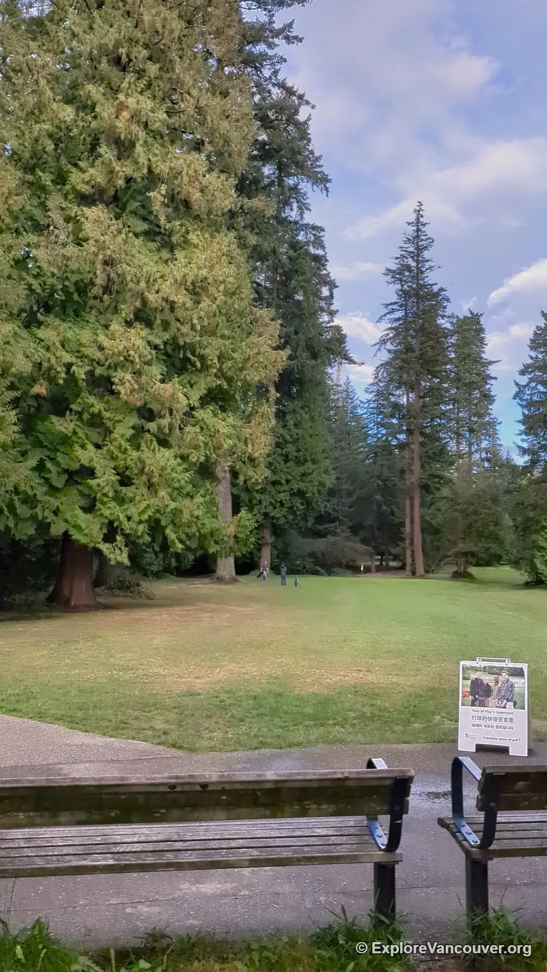 Golfer teeing off at Central Park Pitch & Putt surrounded by tall evergreen trees in Burnaby