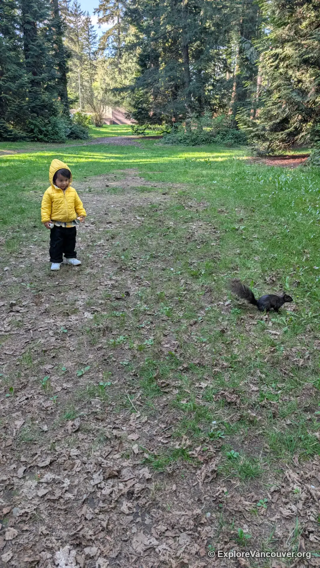 Squirrel in Central Park, Burnaby, near the golf course grounds