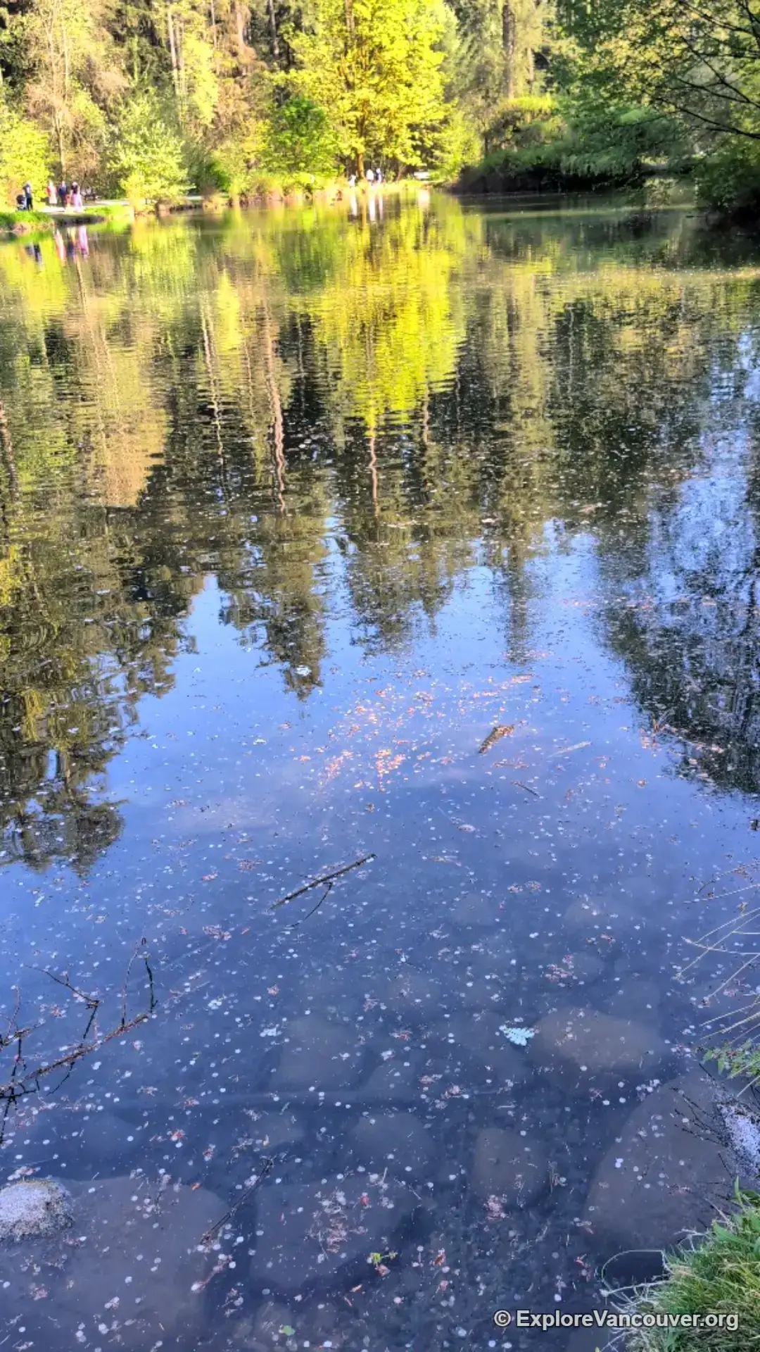 Vertical view of the Upper Pond in Central Park, Burnaby