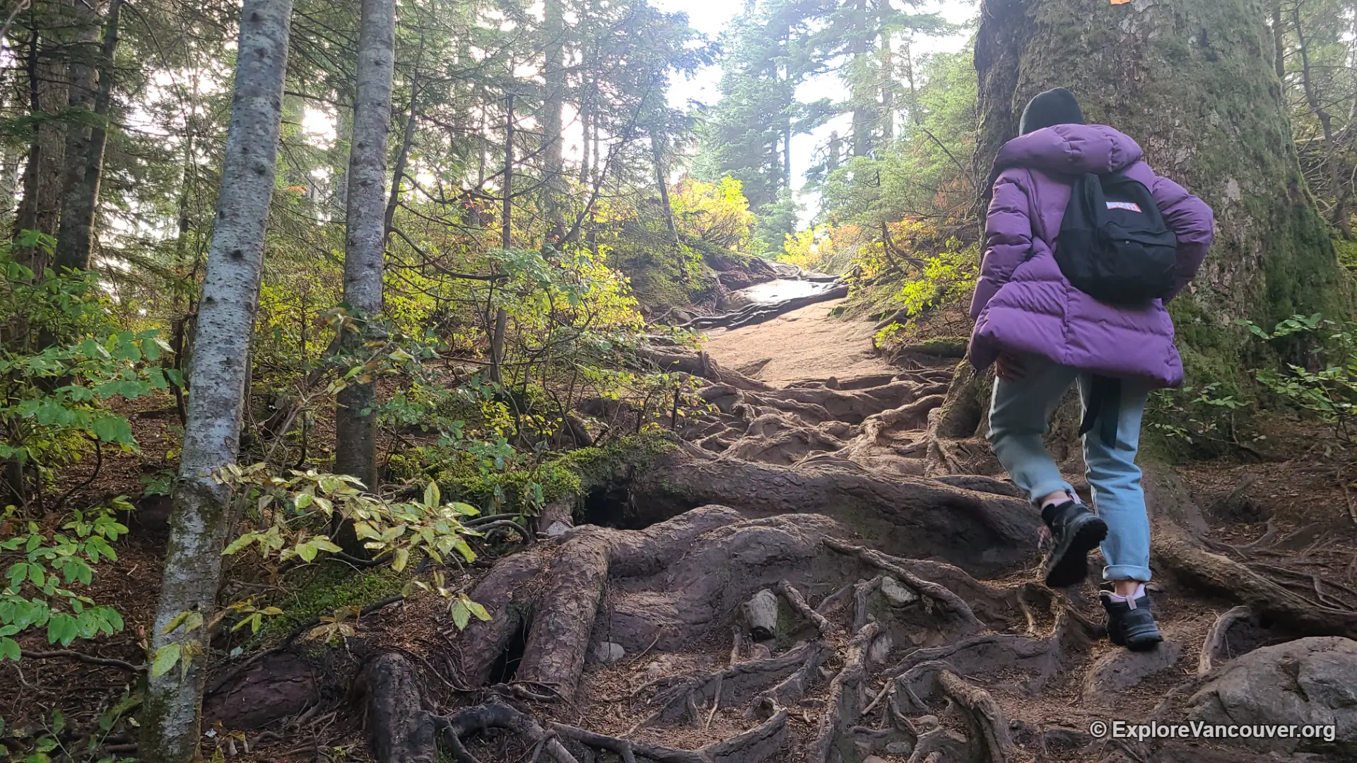 Trail entrance into the forest at the start of the Dog Mountain hike