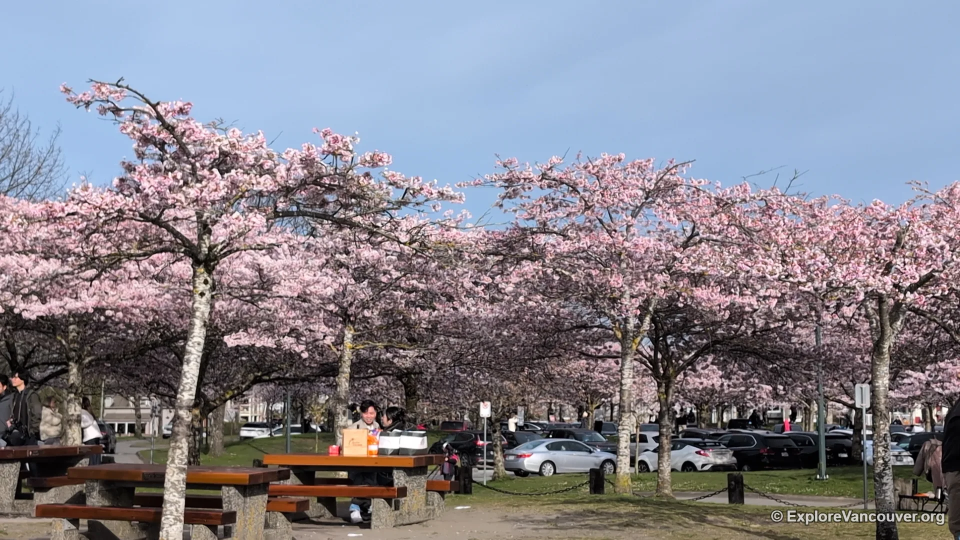 Close-up of cherry blossom canopy at Garry Point Park in Richmond