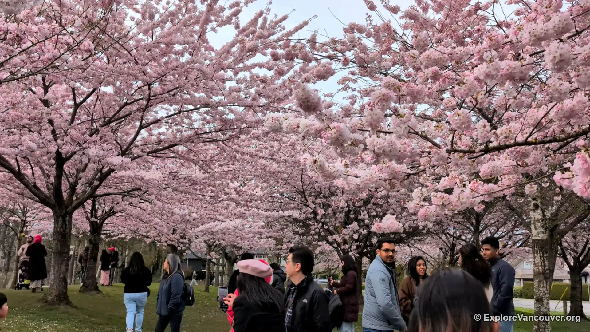 Cherry blossom walk at Garry Point Park in Richmond