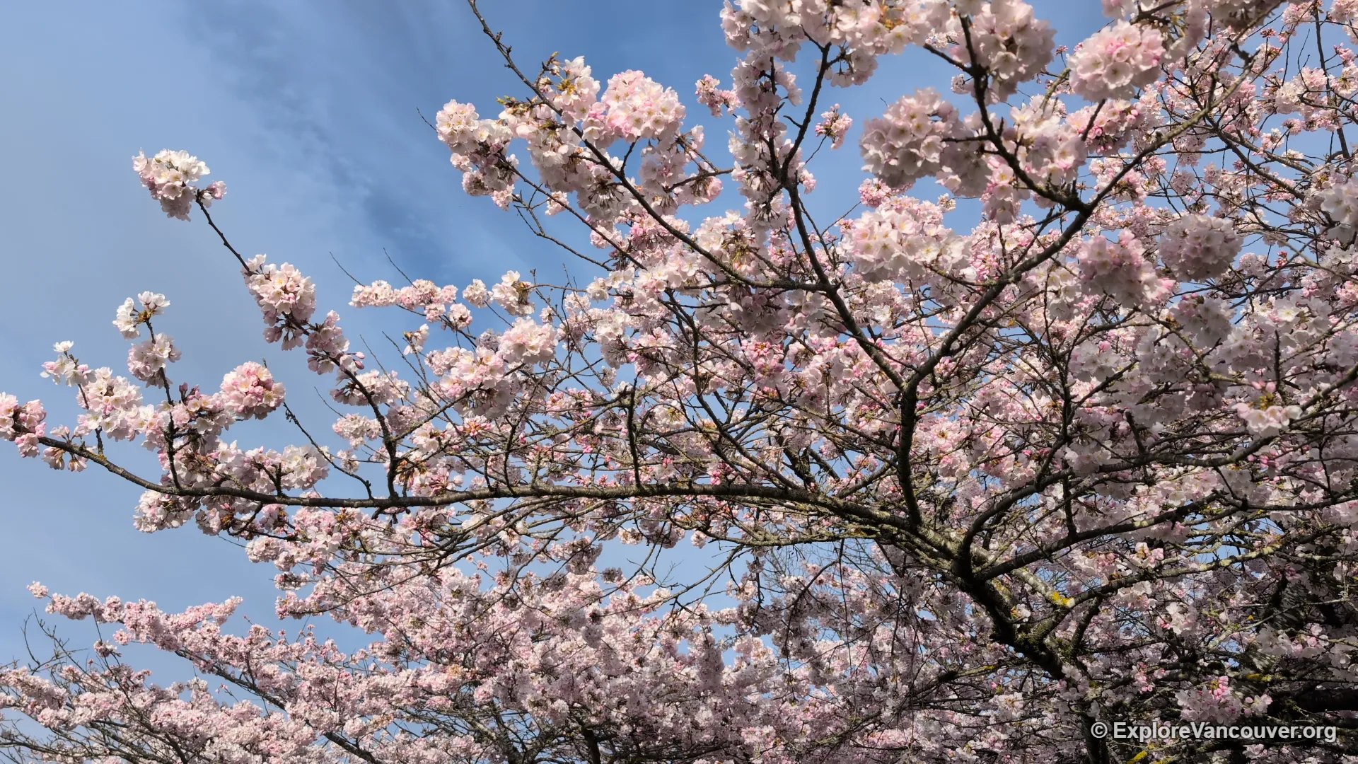 Pink cherry blossom trees in full bloom along a pathway at Garry Point Park