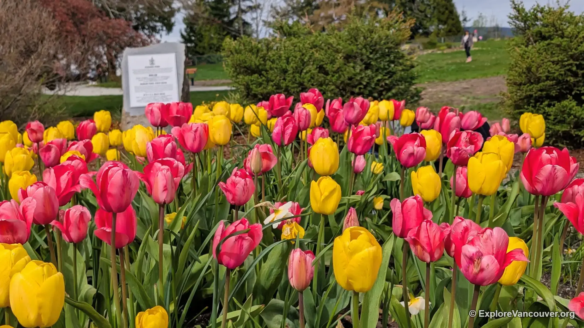 Tulips blooming at Kushiro Park in Burnaby