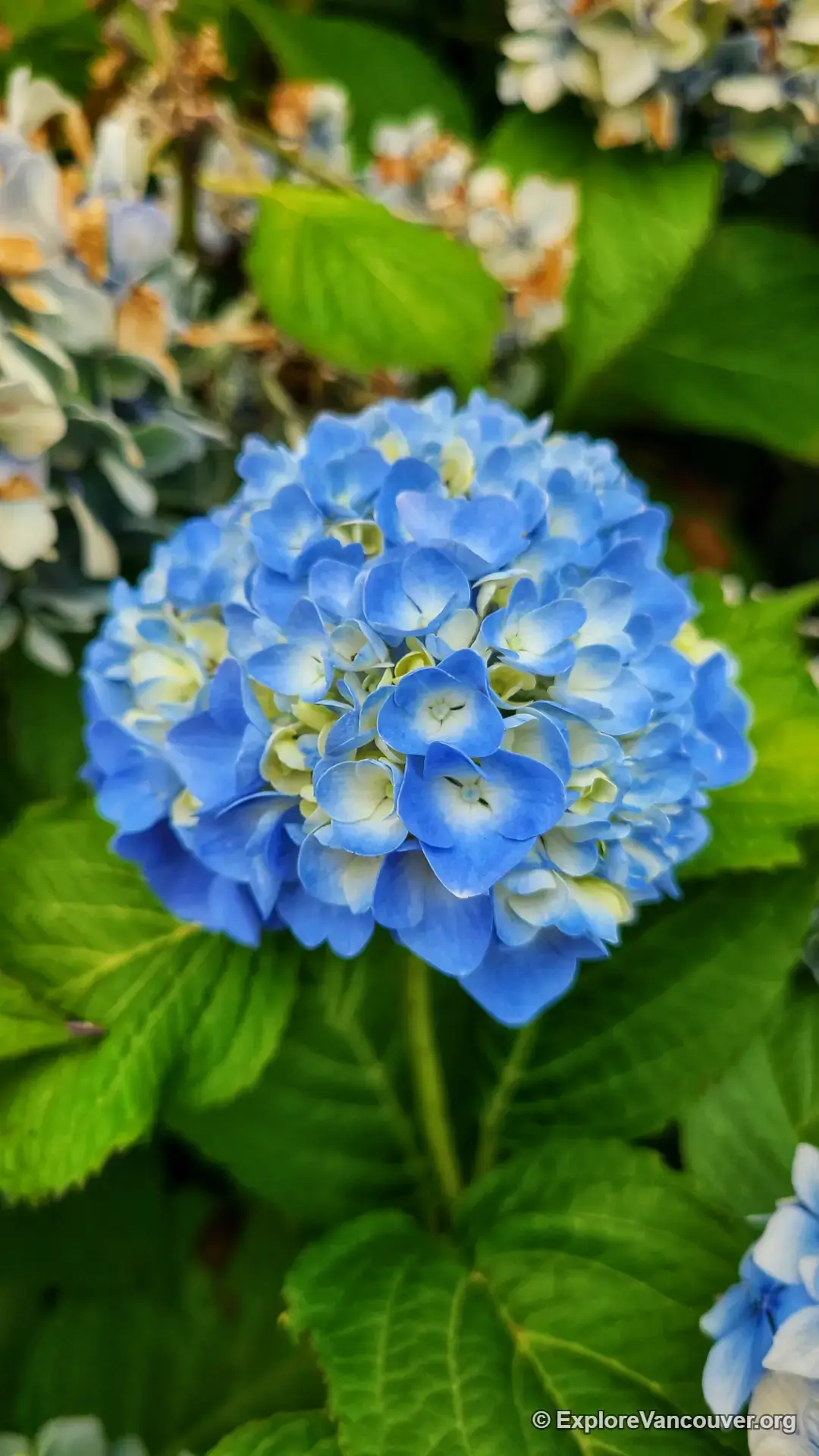 Flowering plants along a path in Kushiro Park