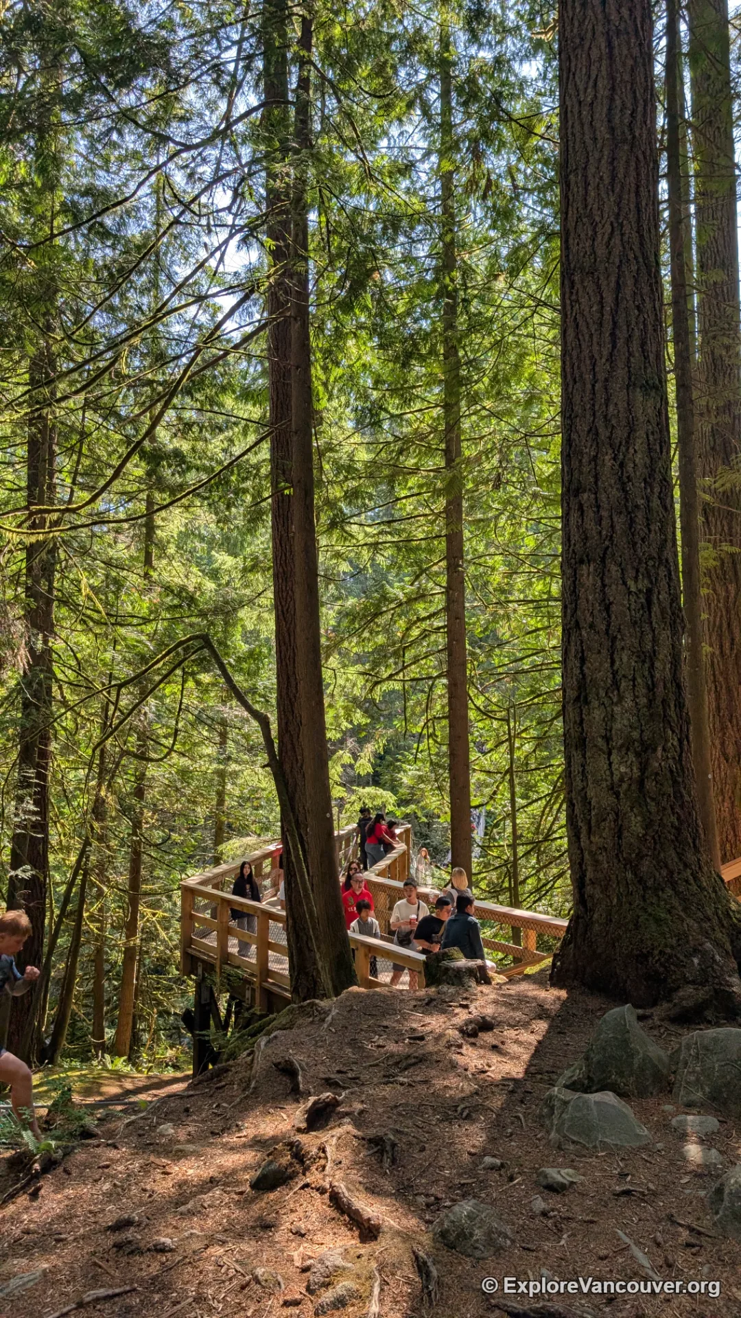 Towering trees and canyon views along the Lynn Canyon trail network
