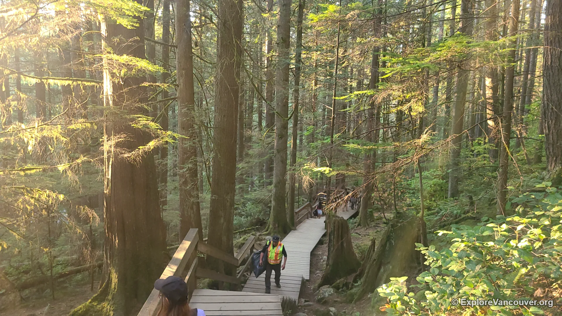 Forest boardwalk trail at Lynn Canyon Park