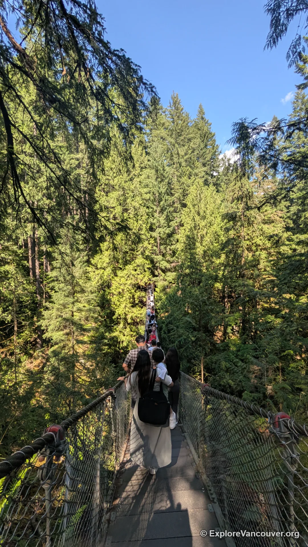 Vertical view of Lynn Canyon Suspension Bridge from below