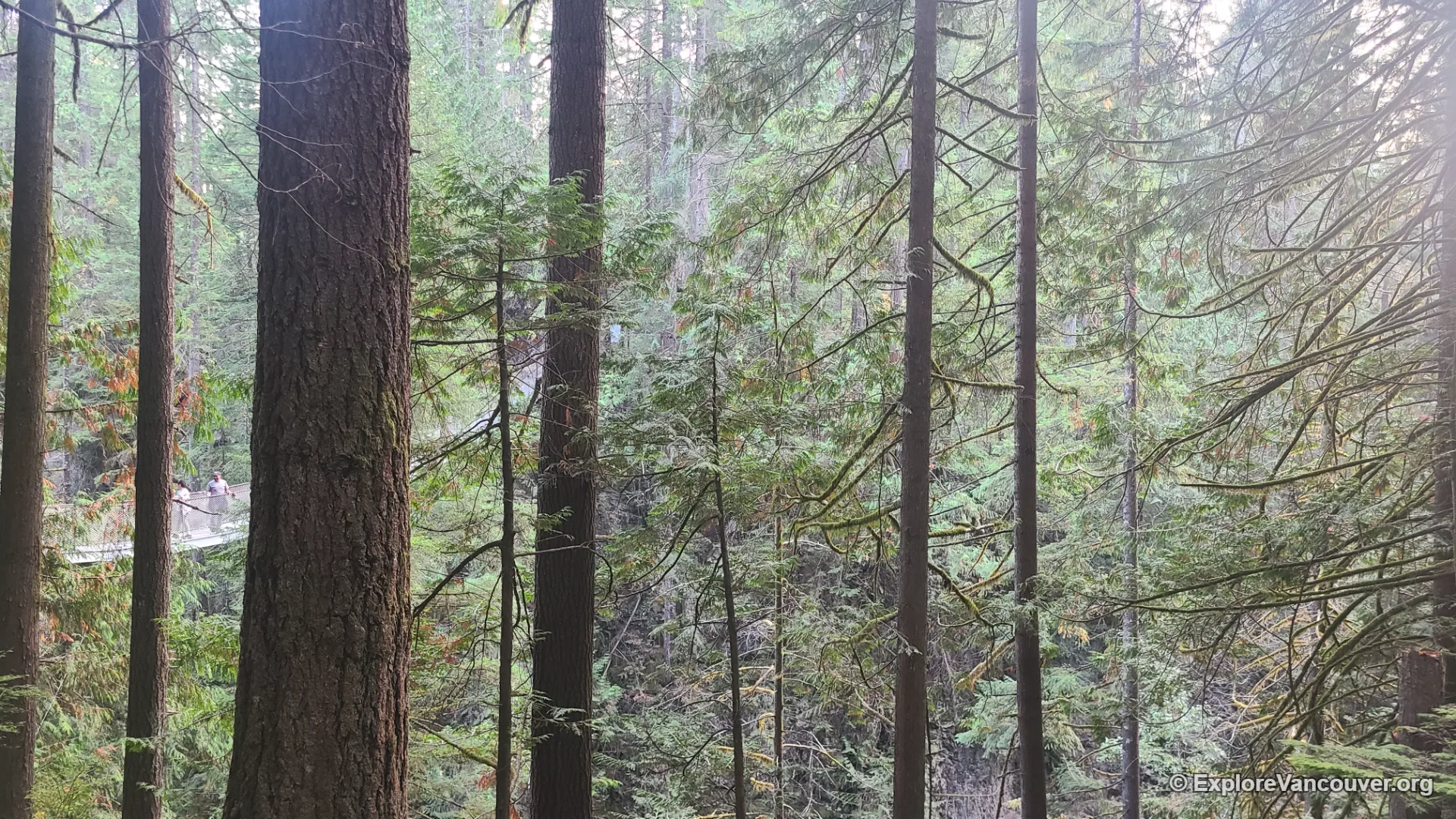 Forest trail approaching the Lynn Canyon Suspension Bridge area
