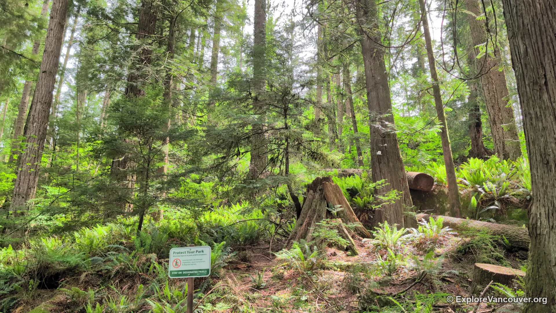 Forest trail through tall trees at Minnekhada Regional Park