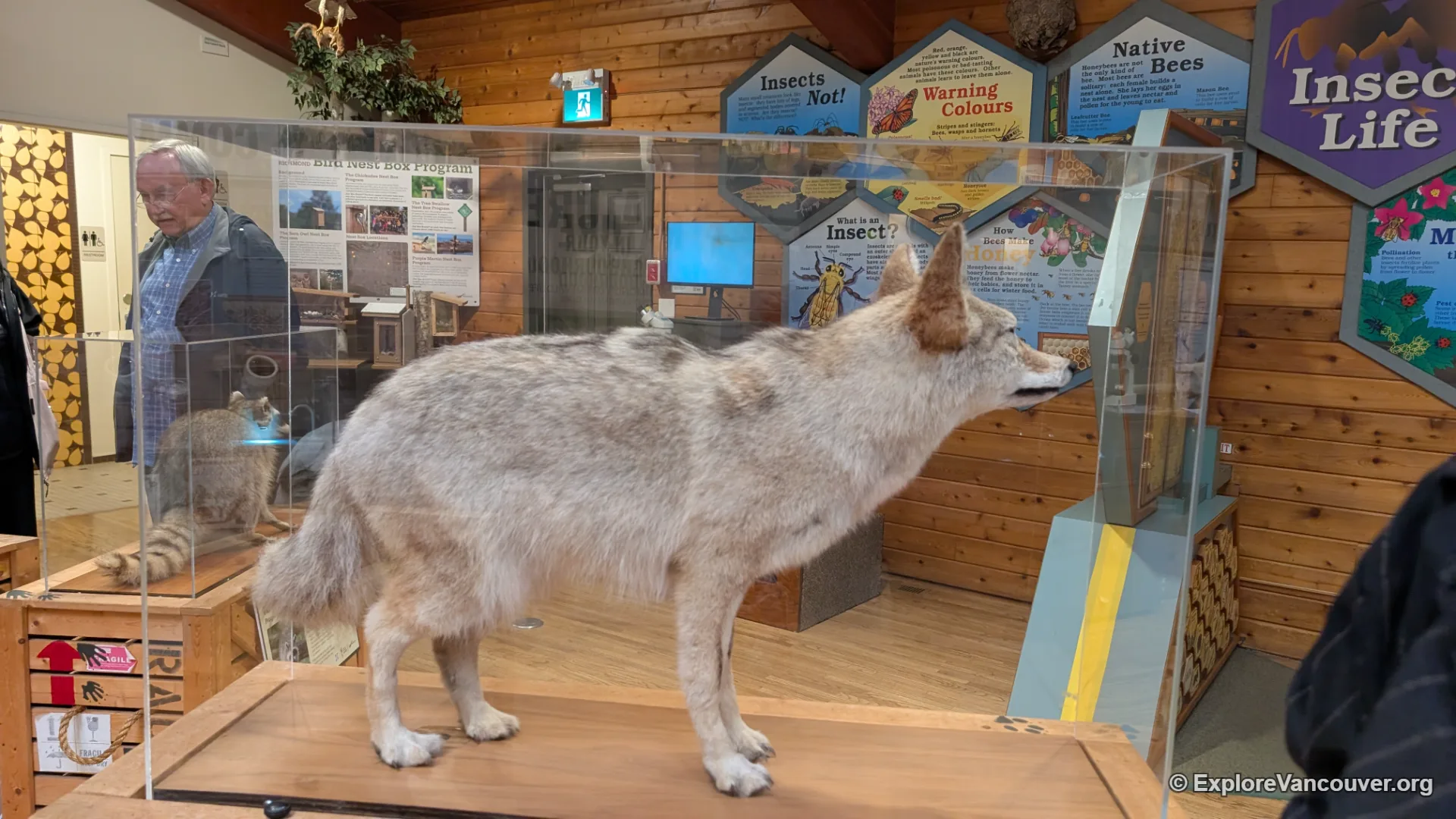 Coyote display inside the Richmond Nature House