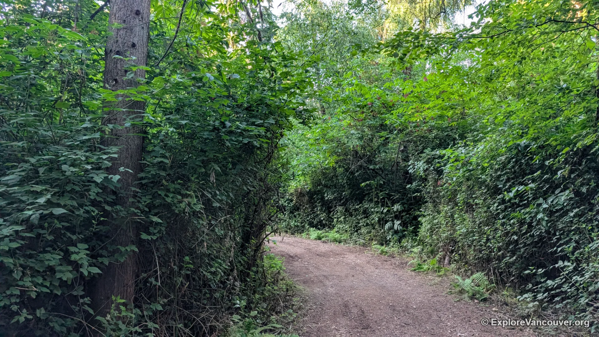Wood-chip path through Richmond Nature Park