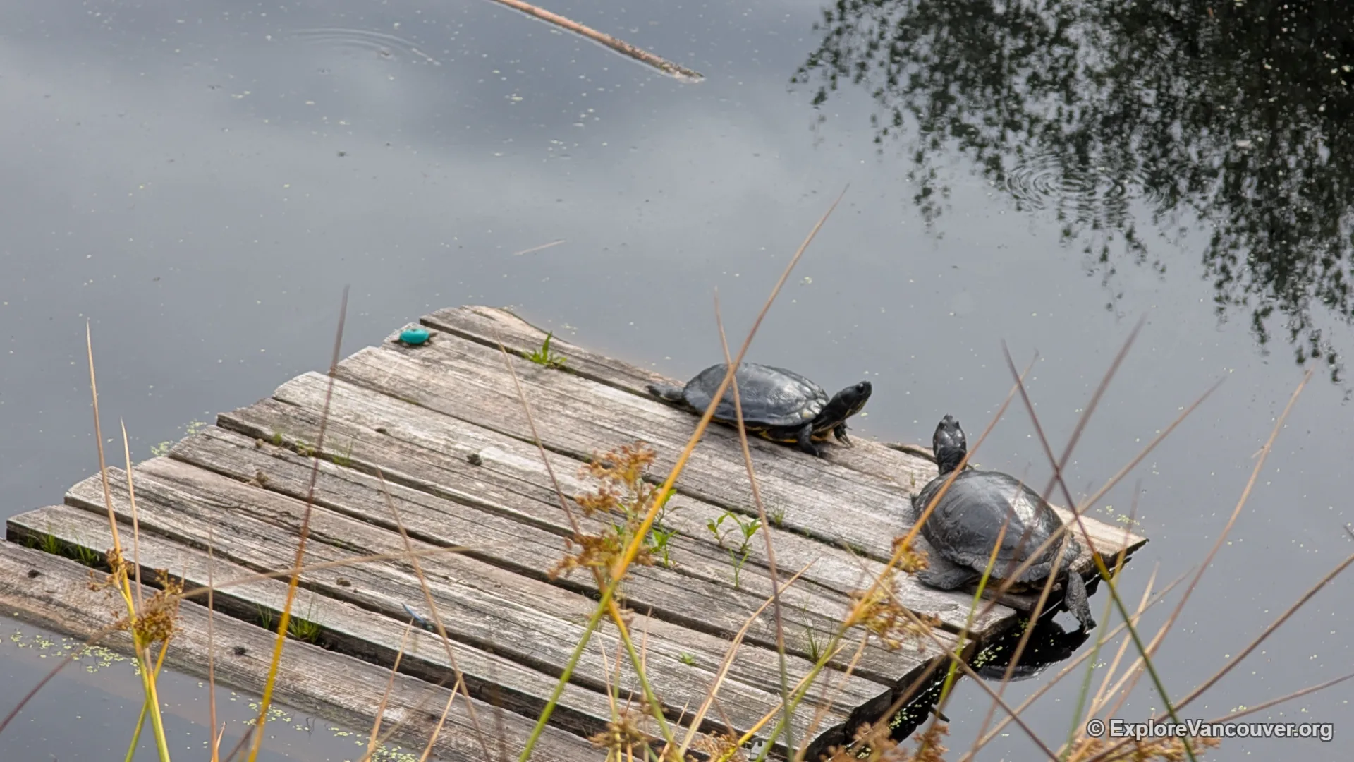 Turtles resting near a pond in Richmond Nature Park