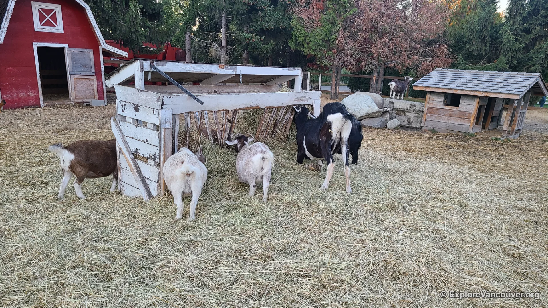 Farm animals at a Richmond country farm market