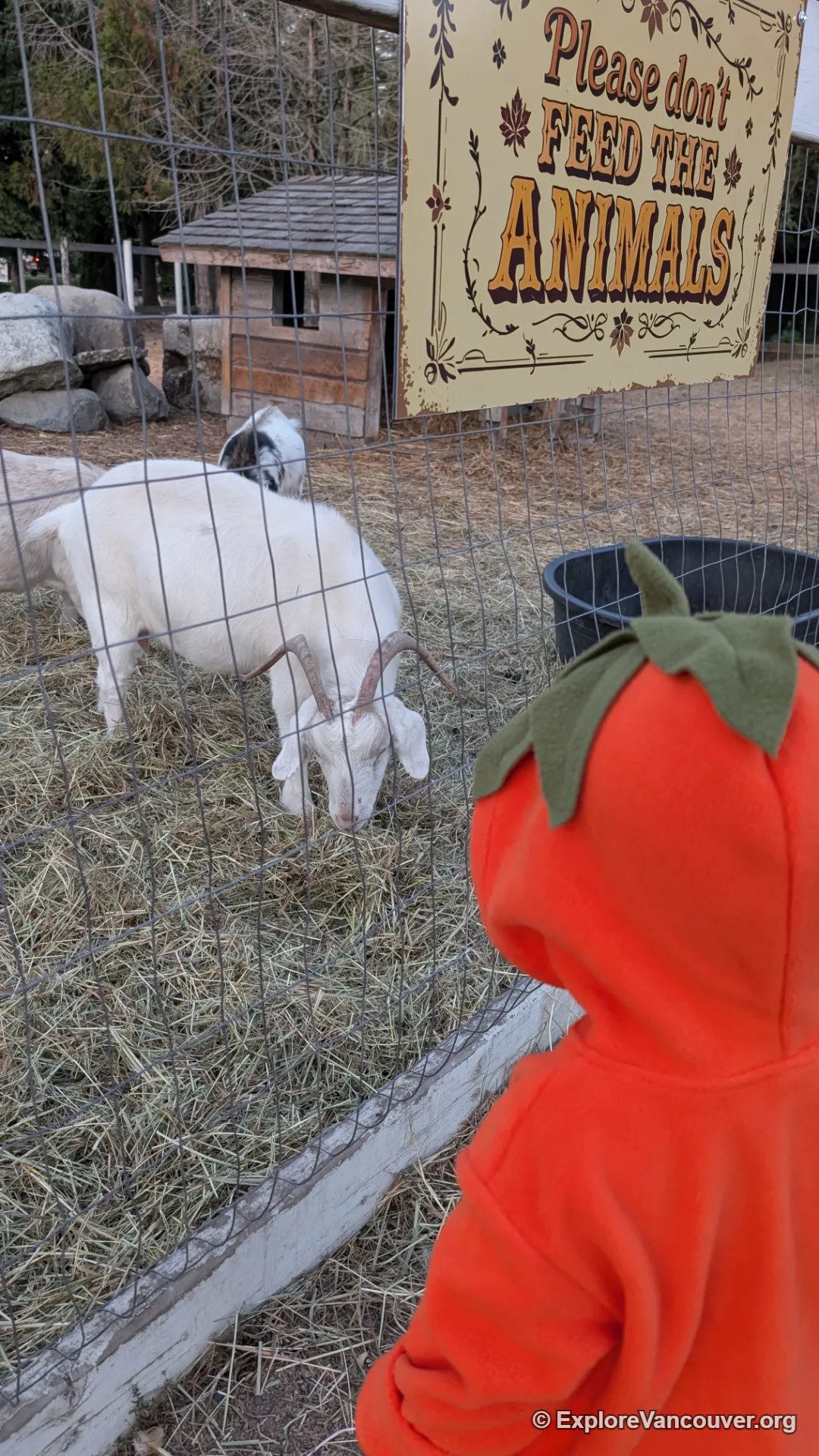 Goat at a Richmond country farm market