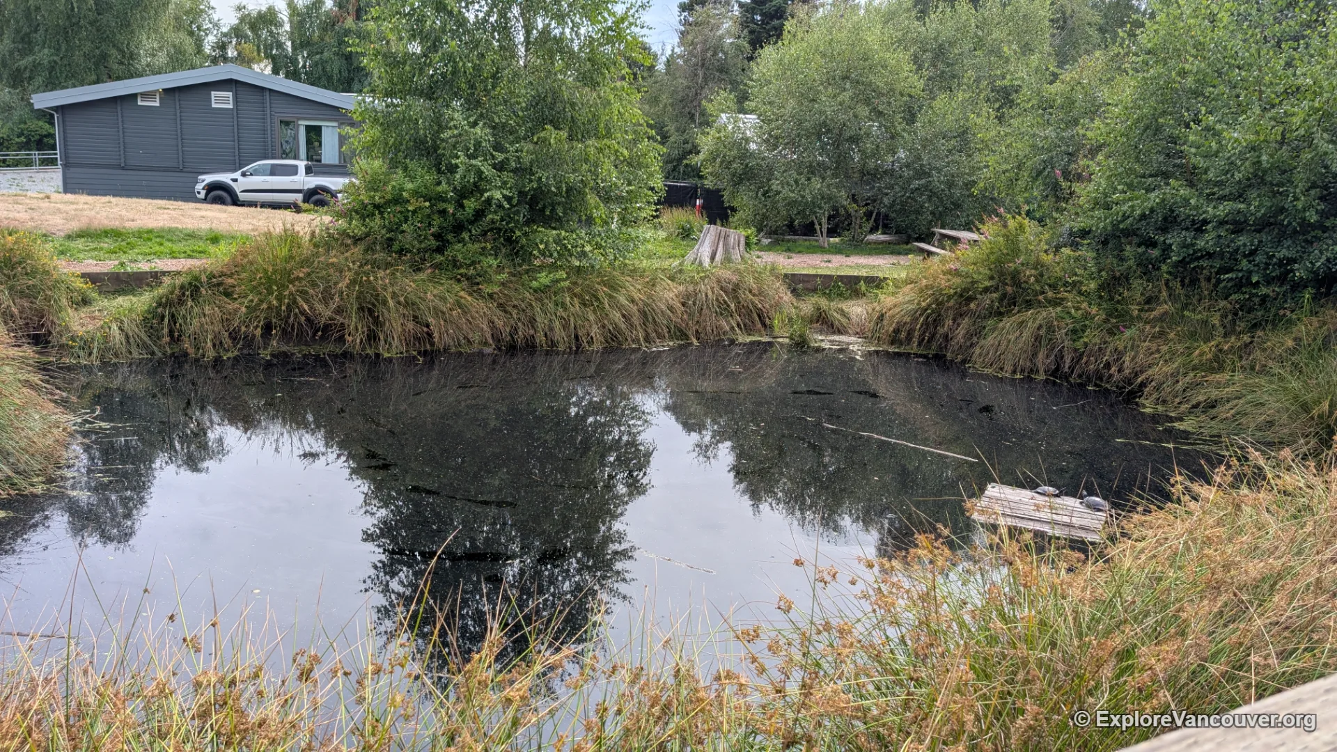 Peat bog habitat inside Richmond Nature Park