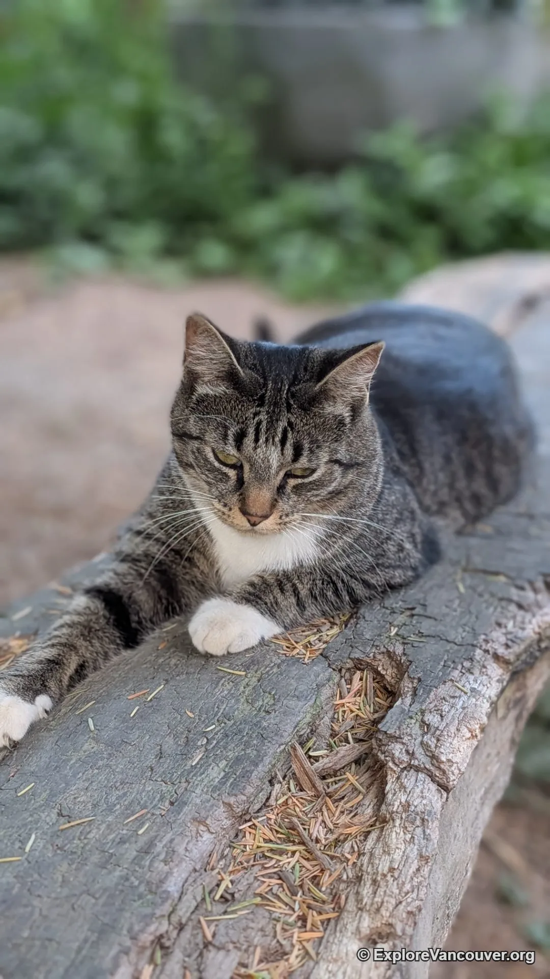 Farm cat at Southlands Heritage Farm