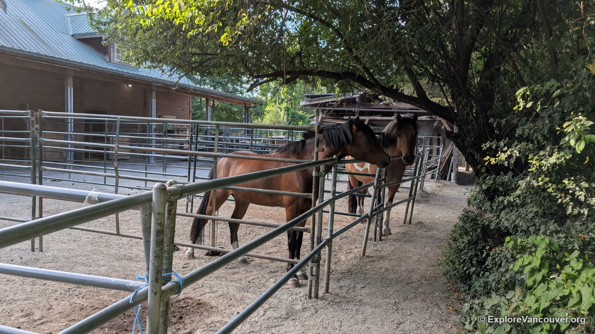 Horses at Southlands Heritage Farm in Vancouver