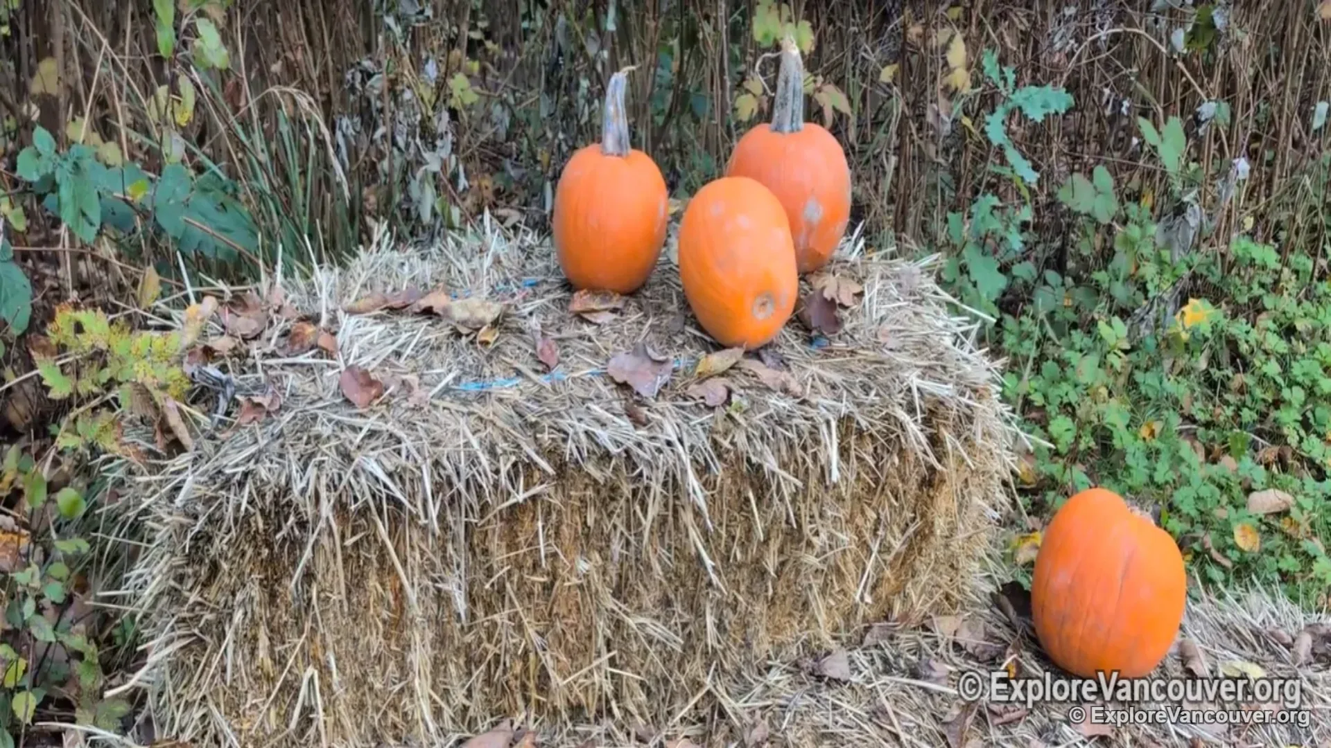 Visitors picking pumpkins at Southlands Heritage Farm
