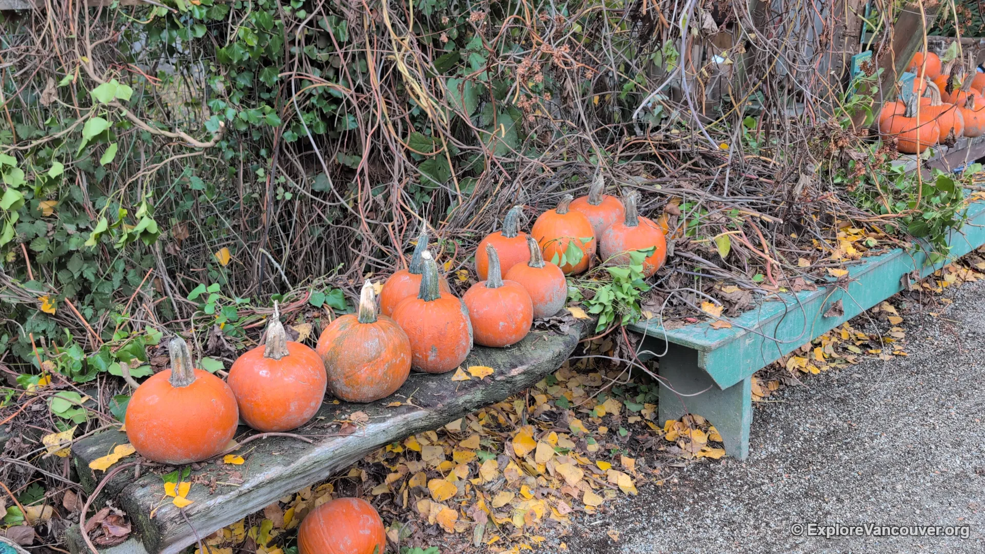 Rows of pumpkins at the Southlands Heritage Farm pumpkin patch
