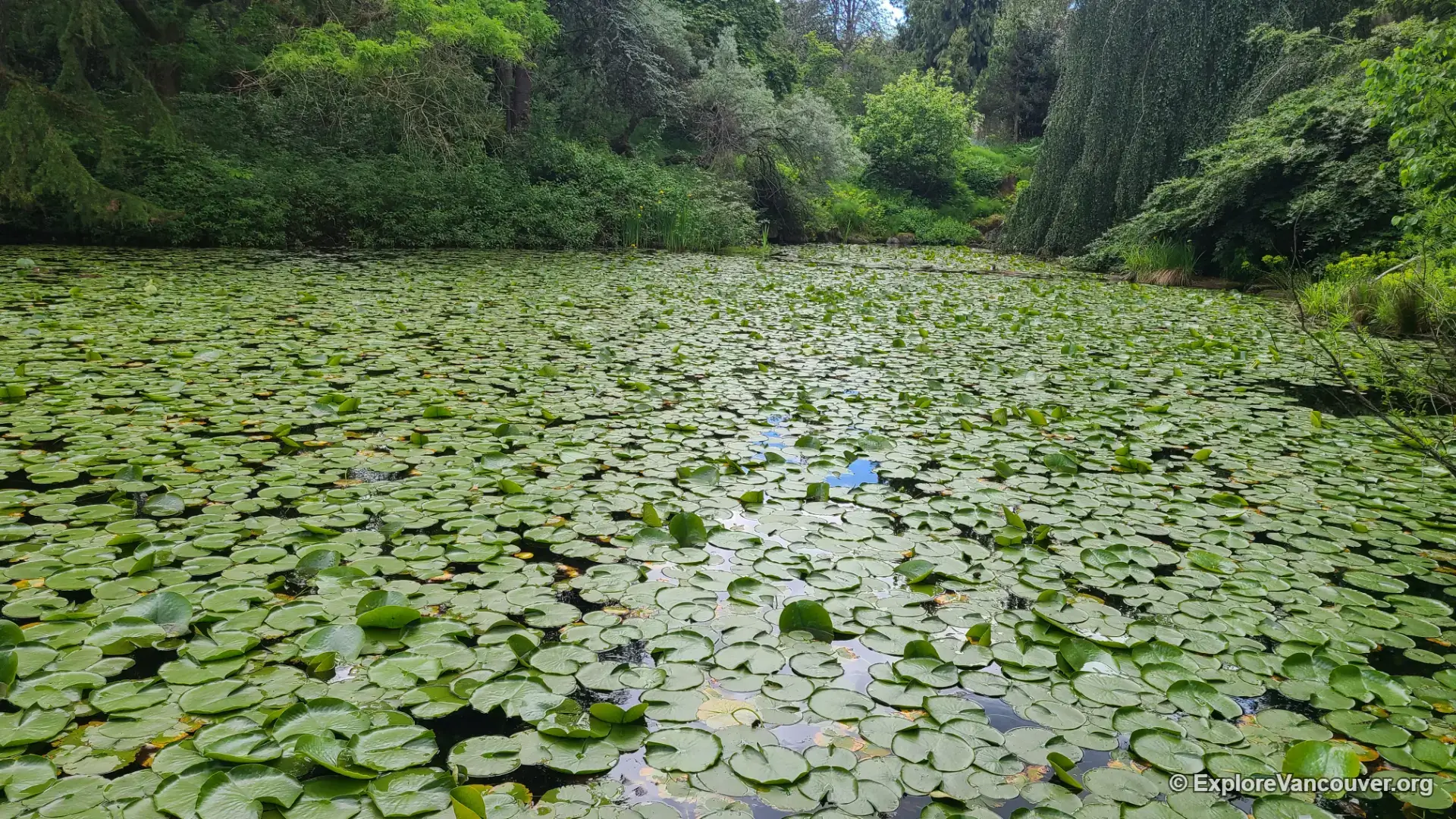 Livingstone Lake at VanDusen Botanical Garden with surrounding trees