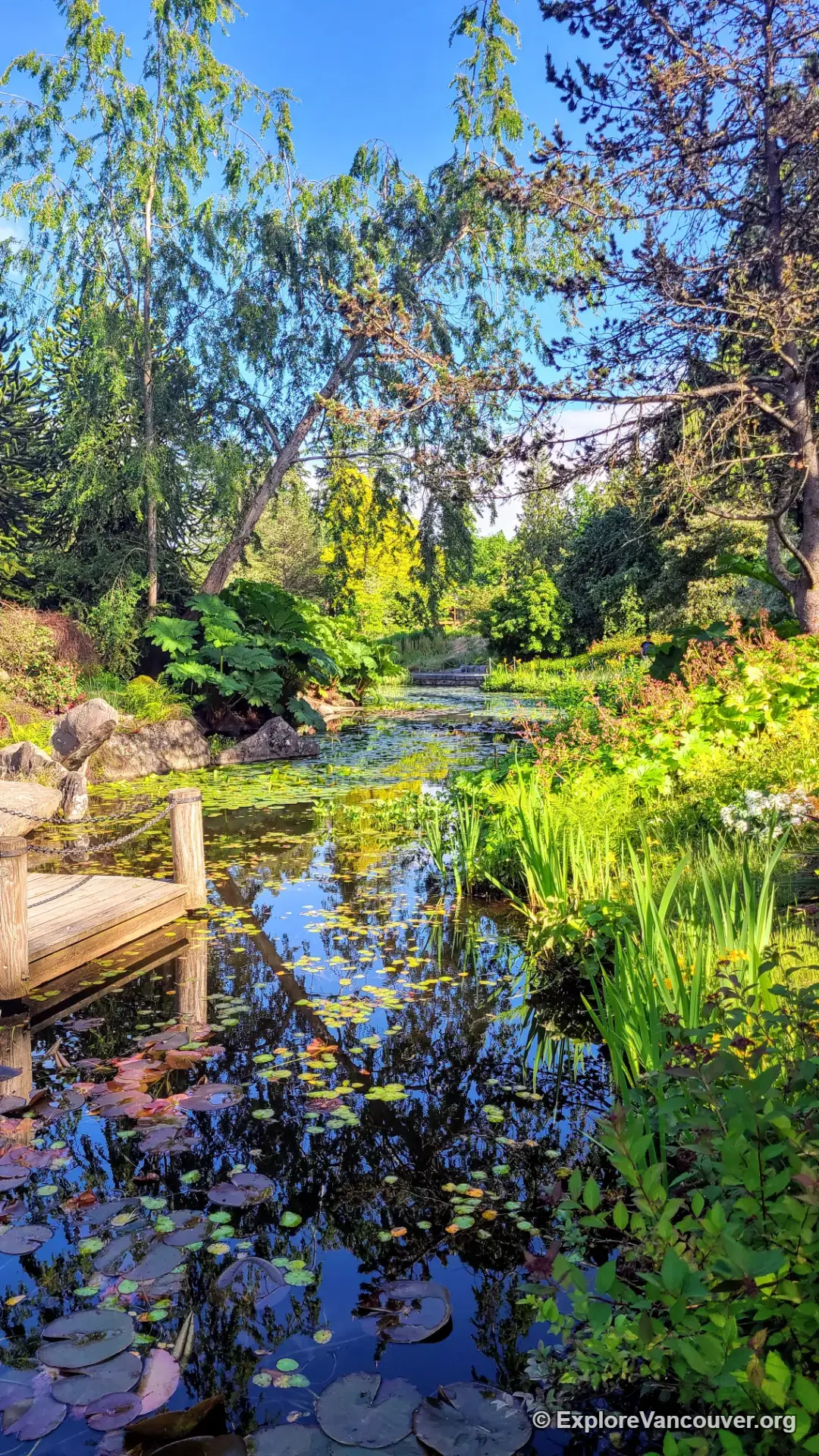 Reflective pond at VanDusen Botanical Garden