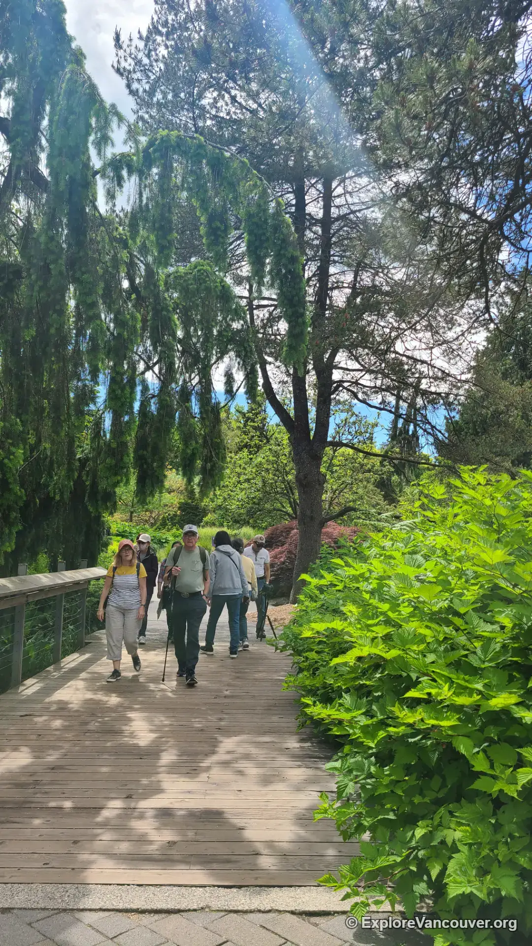 Visitors walking through VanDusen Botanical Garden in summer
