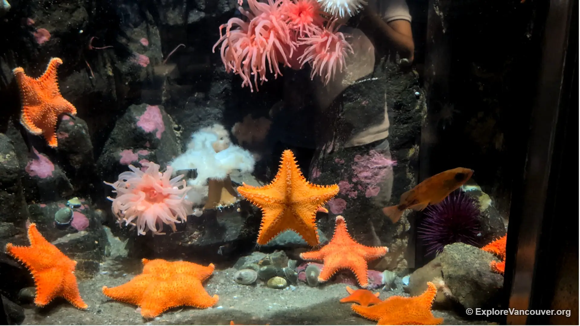 Starfish touch pool at the Vancouver Aquarium