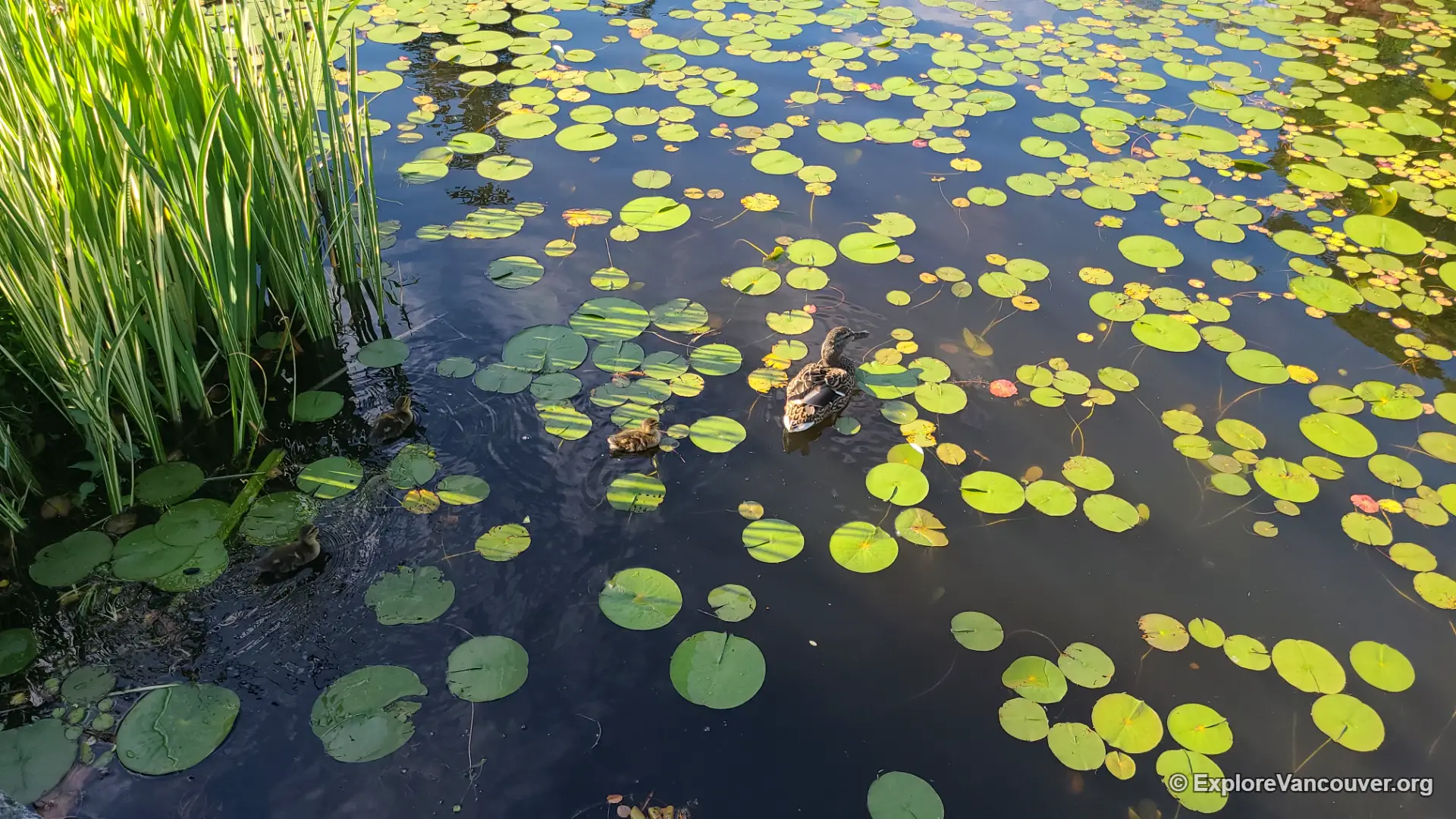 Duck swimming on Livingstone Lake at VanDusen Botanical Garden