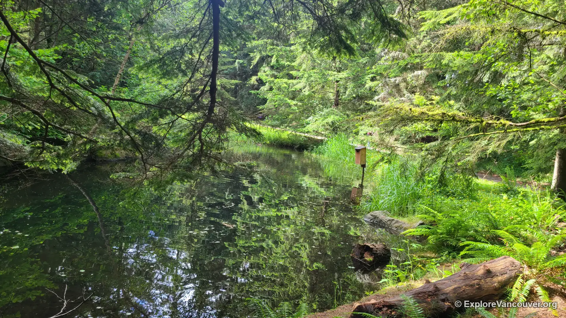 Pond near the BC Habitat Garden at VanDusen Botanical Garden
