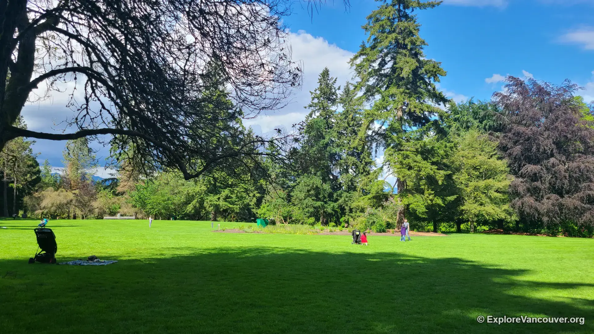 Wide lawn area at VanDusen Botanical Garden